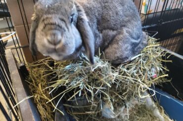 My hay rack is comfortable.