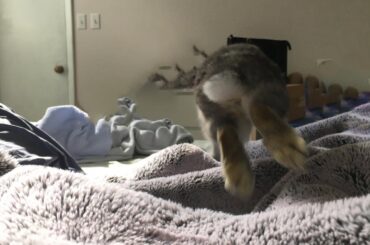 Must teach bunnies not to step in pee before jumping on the bed
