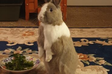 Who said that fins?!