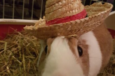 Hoping I don't notice the hats.. modifications