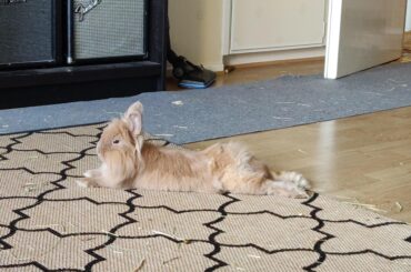 Be one with the sploot