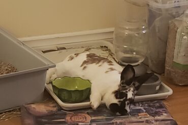 Can't miss dinner time