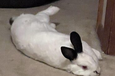 Ah yes. Plopping with one leg raised must be very comfortable!