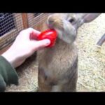 Flemish Giant Bunny Rabbit Standing Up, Eating Tomato