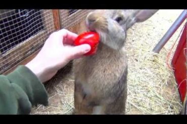 Flemish Giant Bunny Rabbit Standing Up, Eating Tomato