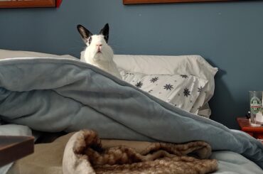 Bun (with bonus mouf)