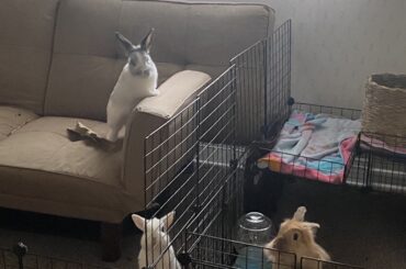 I managed to capture a trifecta when they knew it was food time