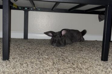 I found a hop noodle under my bed! My boy Ti’zo really loves taking naps down there during more inactive hours of the day.