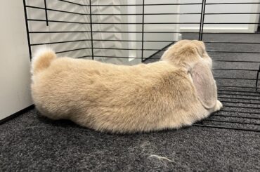 Why lie on the warm, soft carpet when you can smoosh your butt against a cold metal grille?