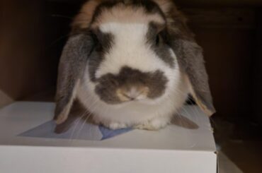 Mail This Loaf Please