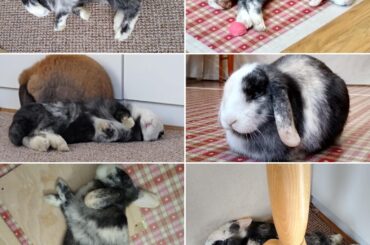A compilation of Winter. My meltiest bun.