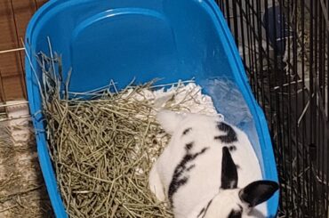 Smelly Nellie likes sleeping in her litterbox