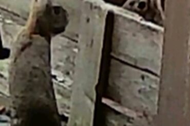 These two wild buns come to my garden everyday for pellets and fresh vegetables