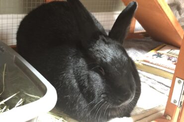 A loaf in his little house enjoying the sunlight