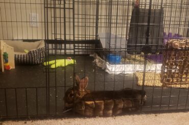 This is Mr. Hiccup. He likes to become one with the fence.
