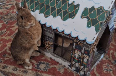 Bob Ross doesn't like sharing the cat's house... with the cat.