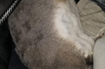 he likes to have his face squished. my hand wasn't available so he shoved his face between me and the pillow and flopped