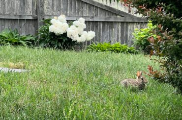 found this cute lil loaf in my yard today