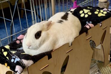 A queen atop her castle