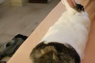 This is Gertrude, our little princess