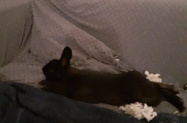 After a hard day's chaos, Bubak likes nothing more than to relax on the rubble that once was our couch.