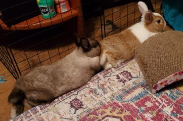 Butt to butt and face to butt