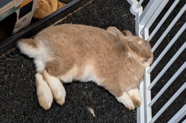 Chiropractors hate this S tier sleeping position.