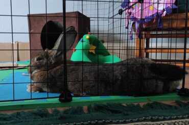 Paw and tail off the wire and everything