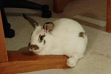Heidi resting the ol' turkey leg on the table leg