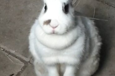 Bonnie when I caught her escaping again