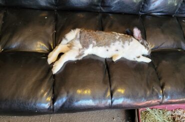 Terrence the Long Boi