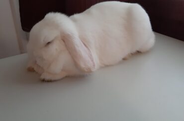 She's sleeping on my writing desk while i try to do my homework
