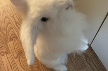 Mrs to the group! Meet Bungee!