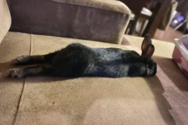 The noodle with a big booty