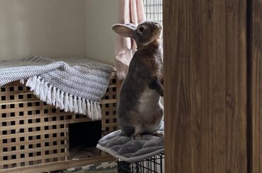keeping an eye on me while I measure his salad