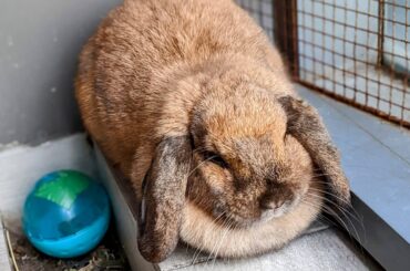 Meet Toasty the Rustic Loaf 🍞