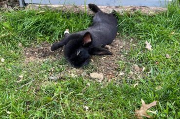 my bunny don't jiggle jiggle, she rolls