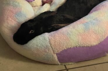 Long bunny Artemis