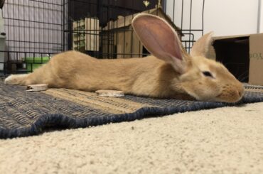 Full splat position.