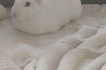 Wendy decided to loaf up