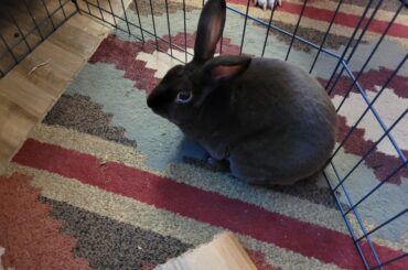 Hi, my name is Reggie and I peed on the floor! (I'm potty trained)