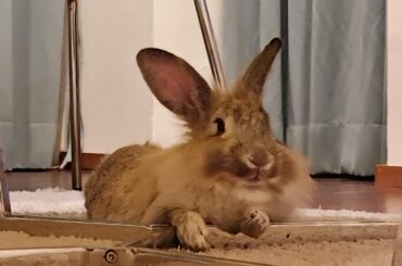 Paw over rail pose
