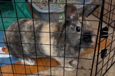 Jailed for aggressive butt-sniffing of the cat