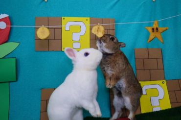 Super Mario: Bunny Edition