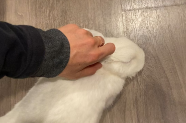 This delightful noodle does the ultimate relax right next to her hooman ma!