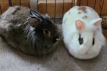 My little pumpernickel and sugar loaf