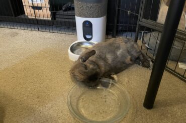 Never thought I would find my bun like this. She had her veggies this morning and waiting for the feeder