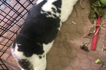 Newly adopted hopnoodle Cookie is exhausted after mess-making and hallway zoomies