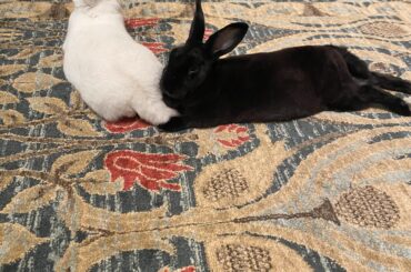 Almost a double but blackbean needed a pillow more than he wanted Slushie to stretch out