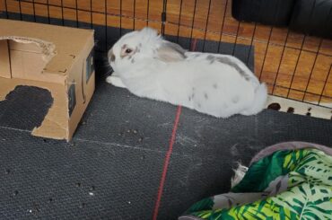 Who ordered the gentleman loaf package